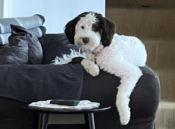 /Images/uploads/The Murphee and Sugar Angel Foundation/murpheeandsugar-pet-photo-contest-fundraiser/entries/27829thumb.jpg
